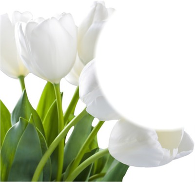 tulipany Fotomontaż