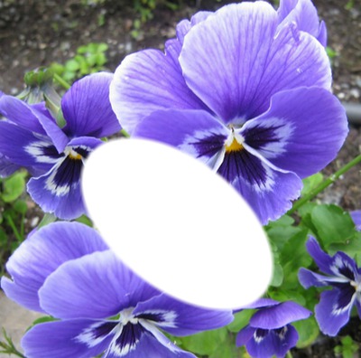 floral //$carlette** Photo frame effect