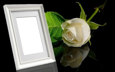 rosa blanca- cuadro Fotomontage