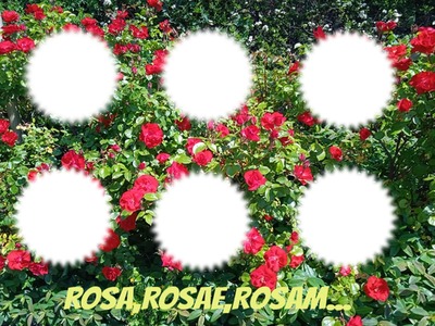 Rosa Fotomontage