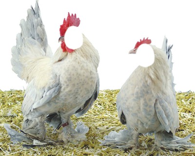 la poule et le coq Montaje fotografico