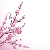 flor de cerezo Montaje fotografico