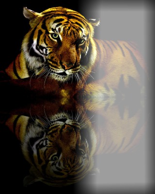 tigre Valokuvamontaasi