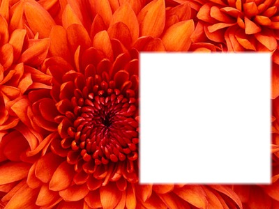 flower orange Montaje fotografico