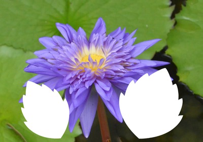 laly fleur mauve Montaje fotografico