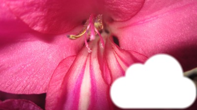 fleur Fotomontaggio