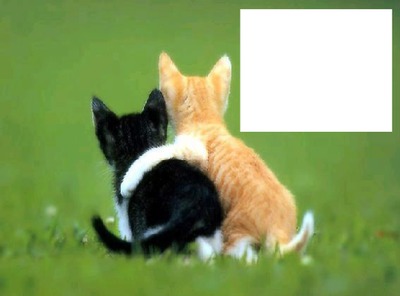 Animaux - chats - amitié Fotomontažas