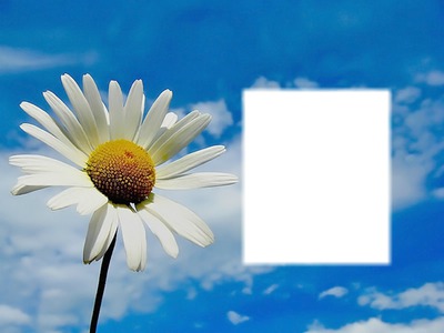 fleur Fotomontage
