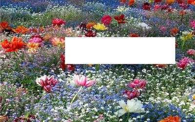 flowers in field Photo frame effect