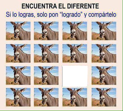 burro Fotomontáž