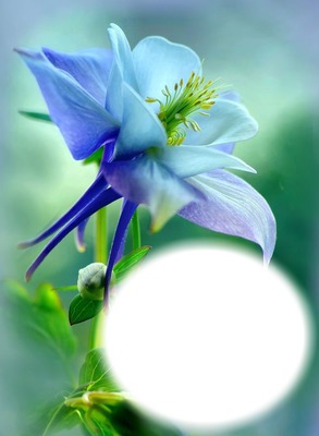 Fleur bleu-mauve Photo frame effect | Pixiz