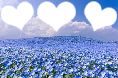 flores azules Montaje fotografico