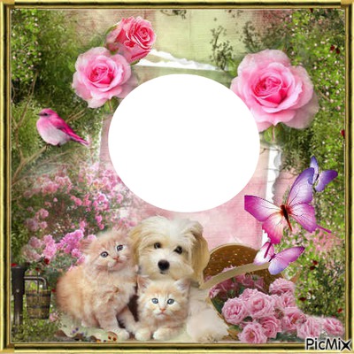 cadre fleurs chatons Photo frame effect