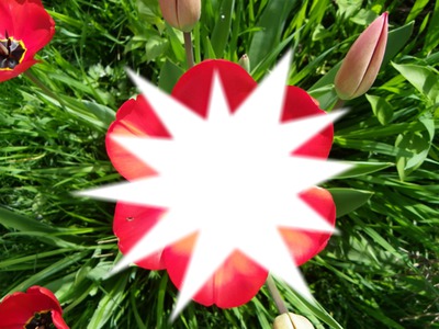 tulipe brisée Fotomontaža