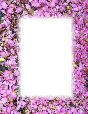 pink petals Fotomontasje