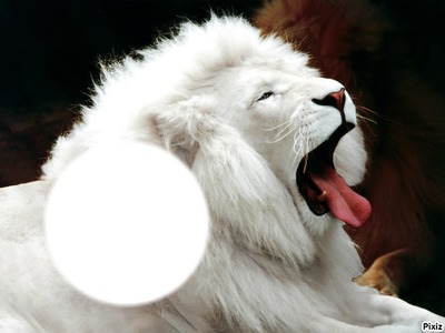 lion blanc Montaje fotografico