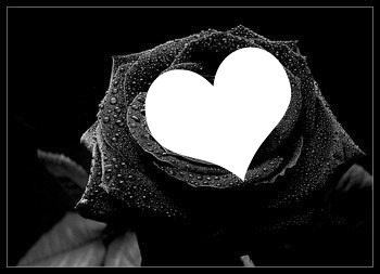 rose noir Photo frame effect
