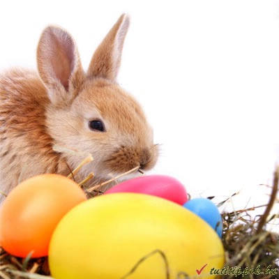 Happy Easter (rabbit and eggs) Montaje fotografico
