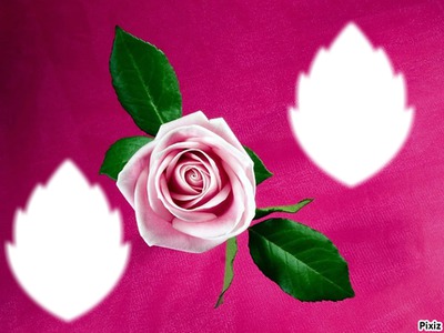 Rose Pink Fotomontaż