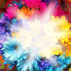 flores coloridas Photo frame effect