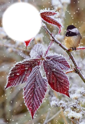Oiseau sur branche avec neige Photomontage