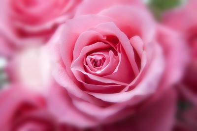 rose Fotomontaggio