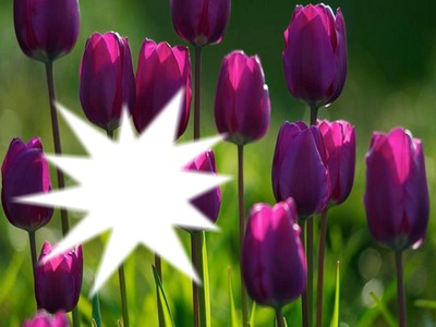 tulipes Fotomontasje