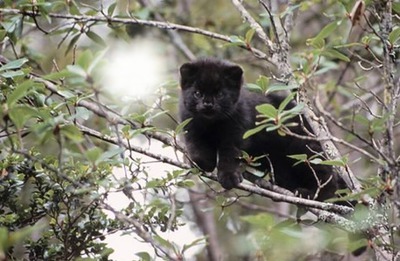 Gatito en un árbol Montaje fotografico