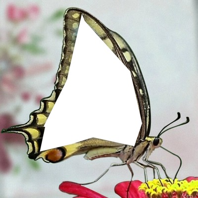 papillon フォトモンタージュ