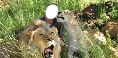 Lions Montaje fotografico