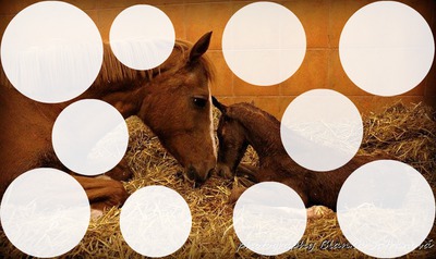 family horse Photo frame effect