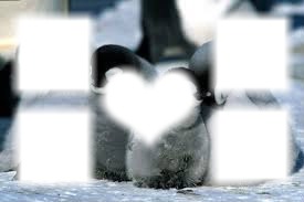 Pingouin<3 Photo frame effect
