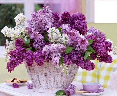 Bouquet de lilas Photomontage
