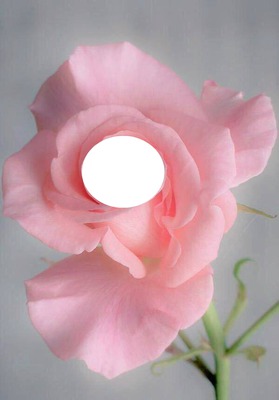 rosa Fotomontaggio