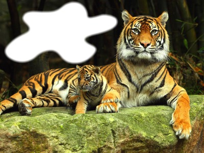 tigres du bengale Montaje fotografico