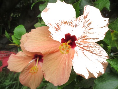 hibiscus Fotomontagem