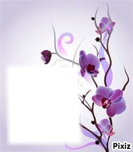 orchidee Photo frame effect