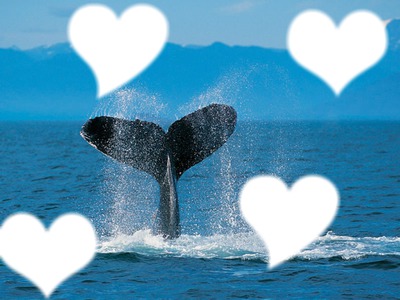 baleine a coeur