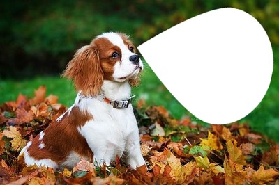 cavalier king charles Montage photo