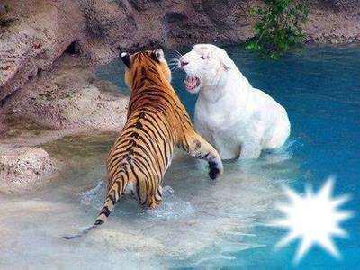 La rage des Tigresses Fotomontaža