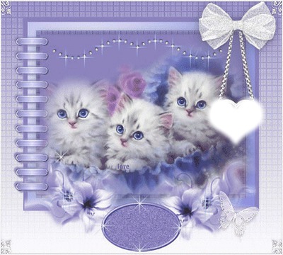 chats Montage photo