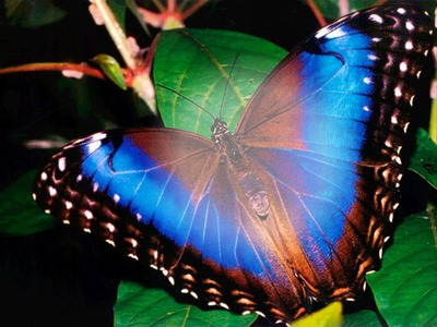 mariposa Fotomontáž