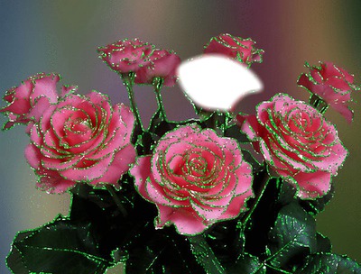 bouquet de roses Fotoğraf editörü