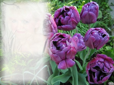 Les tulipes Photomontage