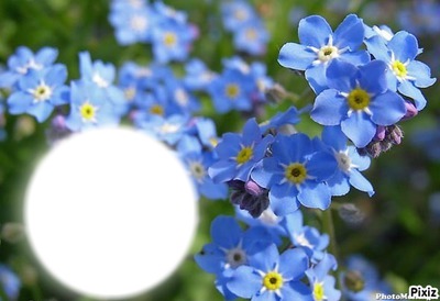 *Trés fleurs bleue* Φωτομοντάζ