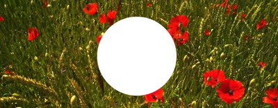 couverture facebook coquelicots Valokuvamontaasi