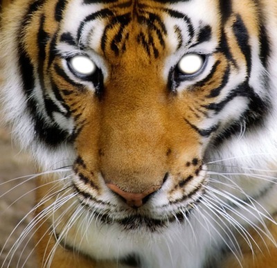 yeux de tigre Фотомонтаж