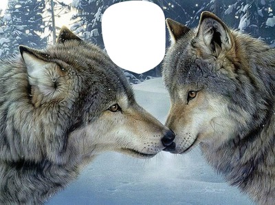 wolf in love Valokuvamontaasi