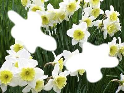 Fleurs de printemps)* Montage photo