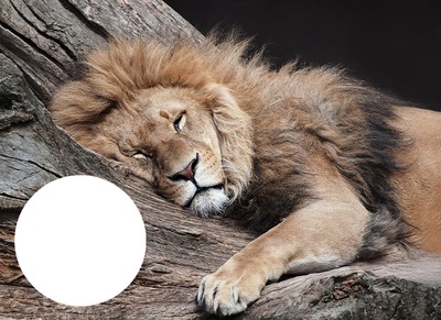 Lion Sleeping Фотомонтаж